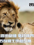 传奇狮王战斗的一生，对抗西街雄狮，驱赶坏男孩联盟电影海报