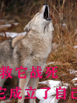 老狼为救它战死，它趁狼群内乱，拐走一个老婆电影海报
