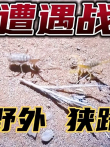 荒郊野外，骆驼蜘蛛跟蝎子狭路相逢，展开遭遇战（4K超清）电影海报