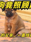 小奶狗照顾被遗弃的猴子，充当小猴子的父亲，一直挡在它的身前电影海报