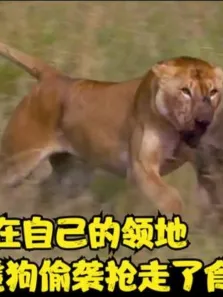 《动物世界》狮子在自己的领地，被一群斑鬣狗偷袭抢走了食物电影海报