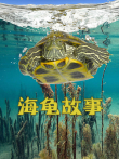 海龟故事电影海报