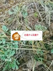 谁知道这是啥东西，在你们那儿肯定有个不一样的的名字电影海报