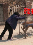 奶奶救了头残疾的小牛，每天用轮椅推着它走，感动了无数人电影海报
