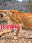 流浪雄狮追杀白狮家族，雌狮反击危在旦夕，多亏长颈鹿救场电影海报