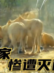猪在家中坐，祸从洞外来，疣猪一家12口，惨遭狮子灭门电影海报