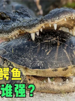 弱小的乌龟敢和鳄鱼硬碰硬，狭路相逢勇者胜，谁能胜出呢电影海报