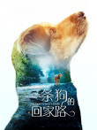 一条狗的回家路（普通话）电影海报