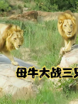 野牛单挑三只雄狮，寡不敌众被摁倒，惨遭掏肛锁喉之痛电影海报