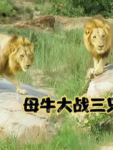 野牛单挑三只雄狮，寡不敌众被摁倒，惨遭掏肛锁喉之痛电影海报
