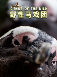 野性马戏团英语中字版综艺海报