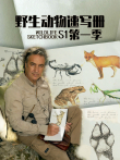 野生动物速写册 英文版综艺海报