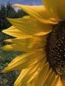 ��԰���ս�����ƽ����ȫ��