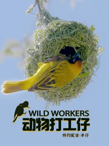 动物打工仔综艺海报