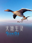 大地生灵综艺海报