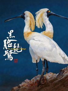 黑脸琵鹭综艺海报
