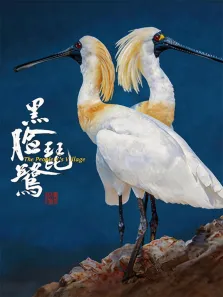 黑脸琵鹭综艺海报