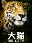 大猫 中文版综艺海报