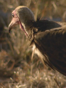 ��ʳ��������İ�����ȫ��