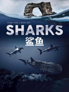 鲨鱼 英文版综艺海报