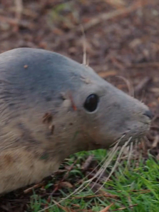 Ұ�������Ԯ����ȫ��