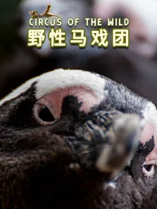 野性马戏团普通话版综艺海报