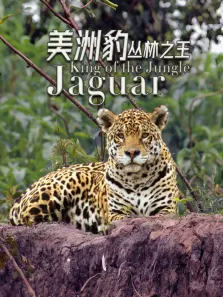 美洲豹——丛林之王综艺海报