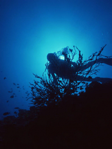 �ſ˿�˹�����ռ�����ȫ��