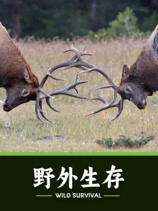 野外生存综艺海报