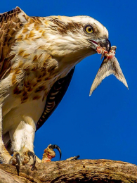 ��Ұ����