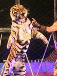 ��Ϸ�ŵĹ���