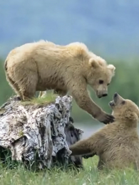 ����Ұ������