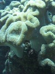 �ŵ��·��ڰ��嵺�����Ŵ���֮��