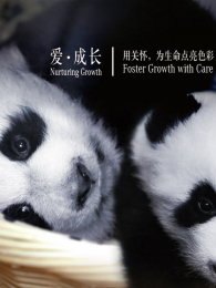 �߽��Ű����ڼ���ϵ�й���Ƭ