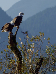 �����Ͽյ�ͺӥ