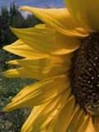 ��԰���ս�����ƽ