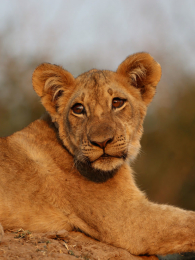 ʨ����������ҹ