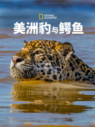 ���ޱ�������