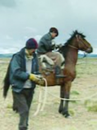 �쾡ͷ����������