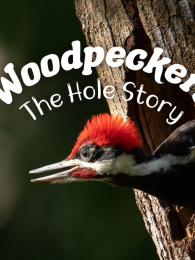 ��ľ����̬Ӣ��