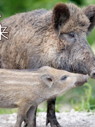 Ұ��������������