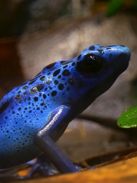 ��������Ķ���