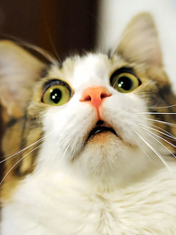 è�����������