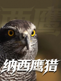 ����ӥ��