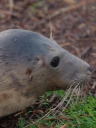 Ұ�������Ԯ