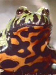 ��ʥҹ������