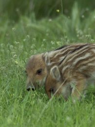 Ұ�����������������İ�