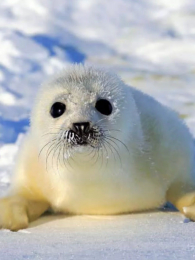 �ɰ���ҰС����