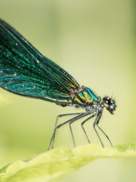 �����붹��